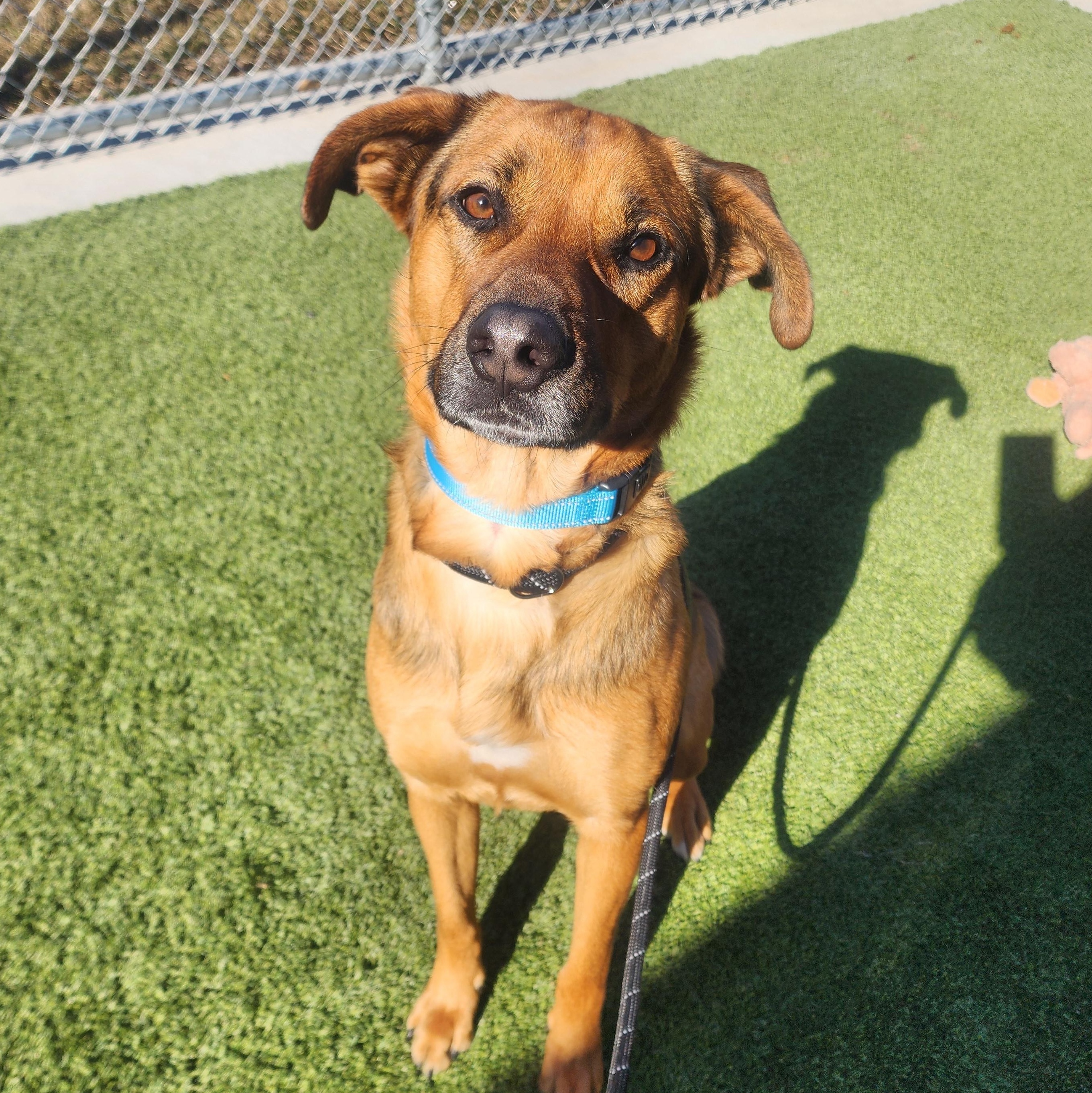 Enlarge Joey, a ADOPTABLE mixed breed in Liberty, MO image 1/3