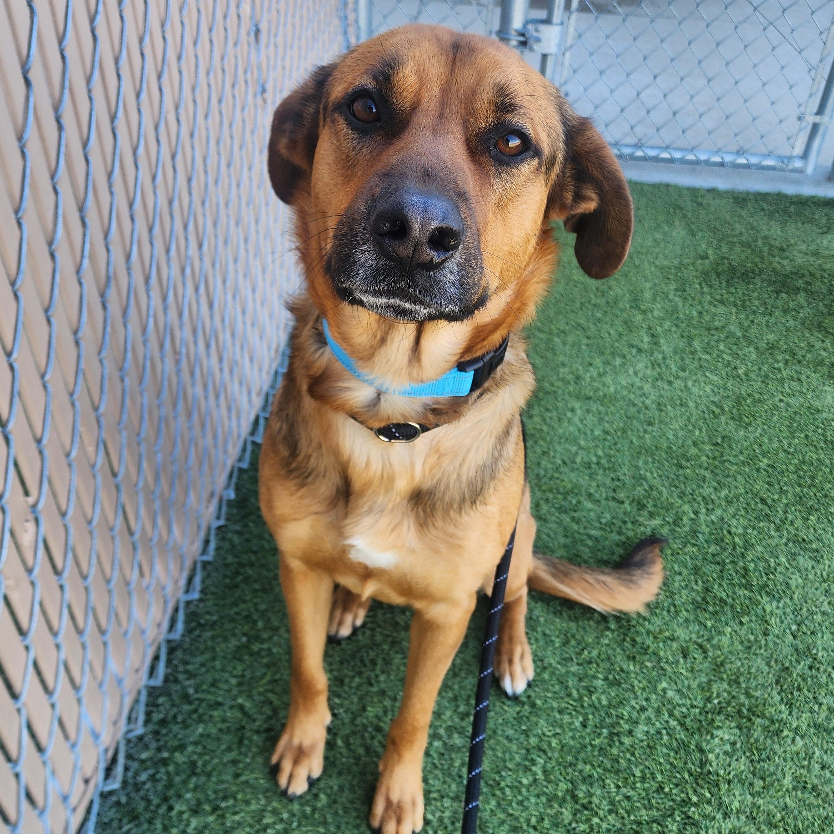 Enlarge Joey, a ADOPTABLE mixed breed in Liberty, MO image 2/3