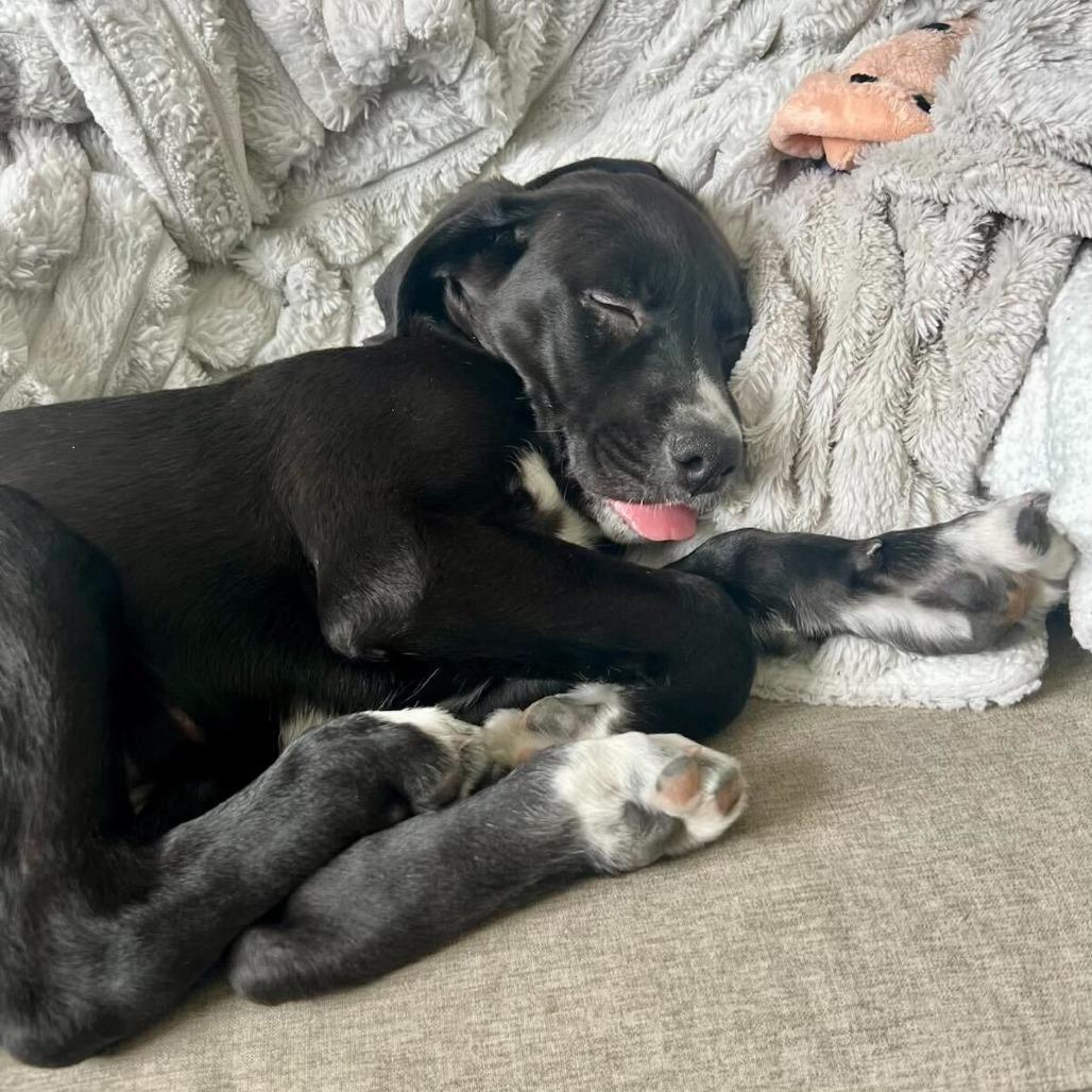 Victoria, Adoptable, Puppy Female Labrador Retriever & Pointer.