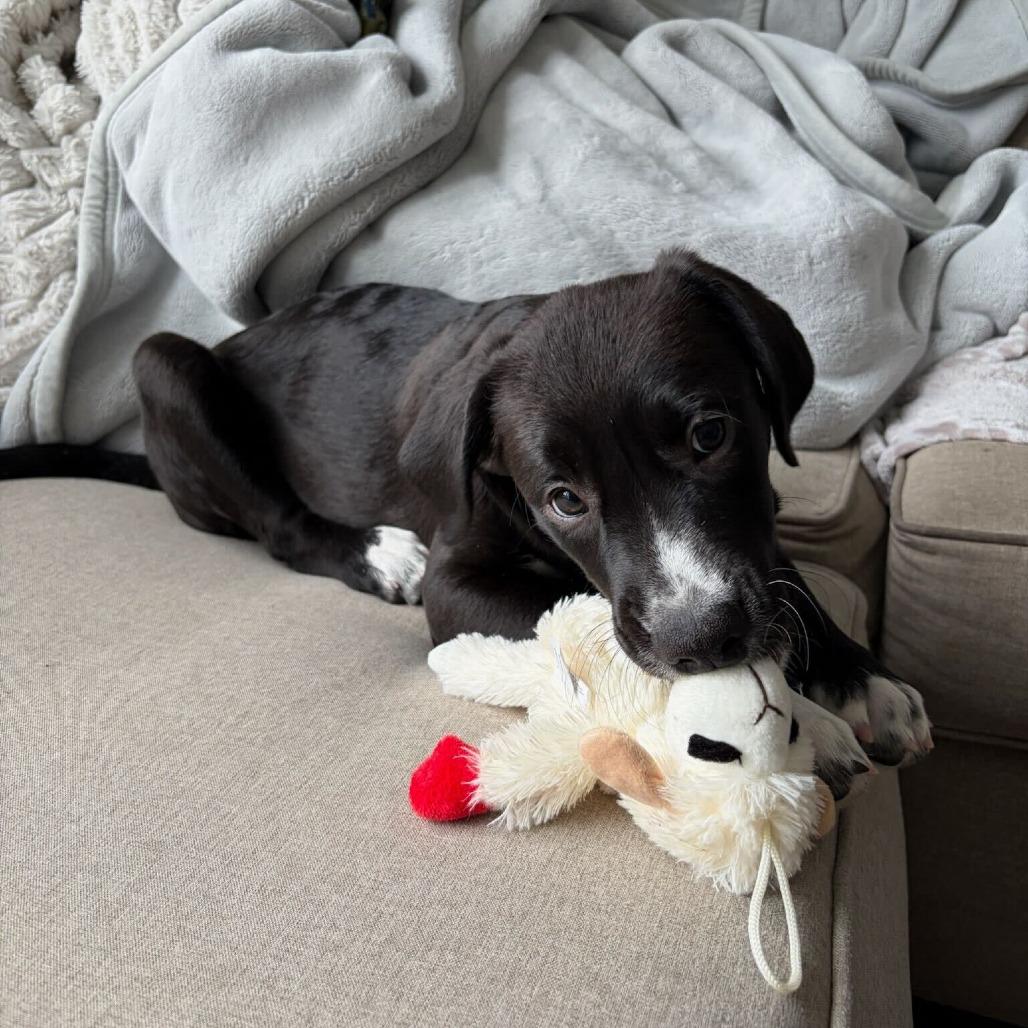 Victoria, a Adoptable mixed breed in North Hollywood, CA image 2/5