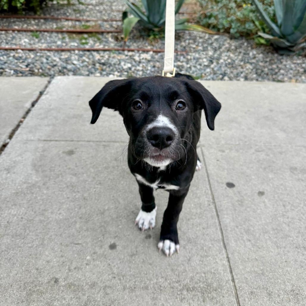 Victoria, a Adoptable mixed breed in North Hollywood, CA image 3/5