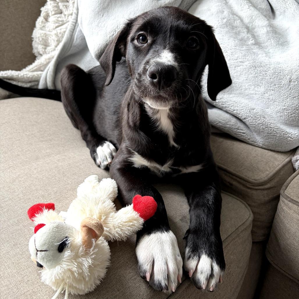 Victoria, a Adoptable mixed breed in North Hollywood, CA image 4/5