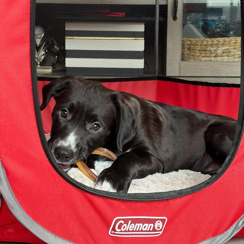 Victoria, a Adoptable mixed breed in North Hollywood, CA image 5/5