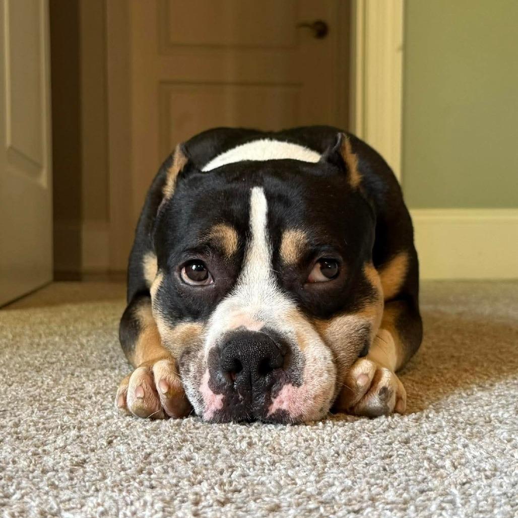 Apollo, Adoptable, Adult Male Mixed Breed.