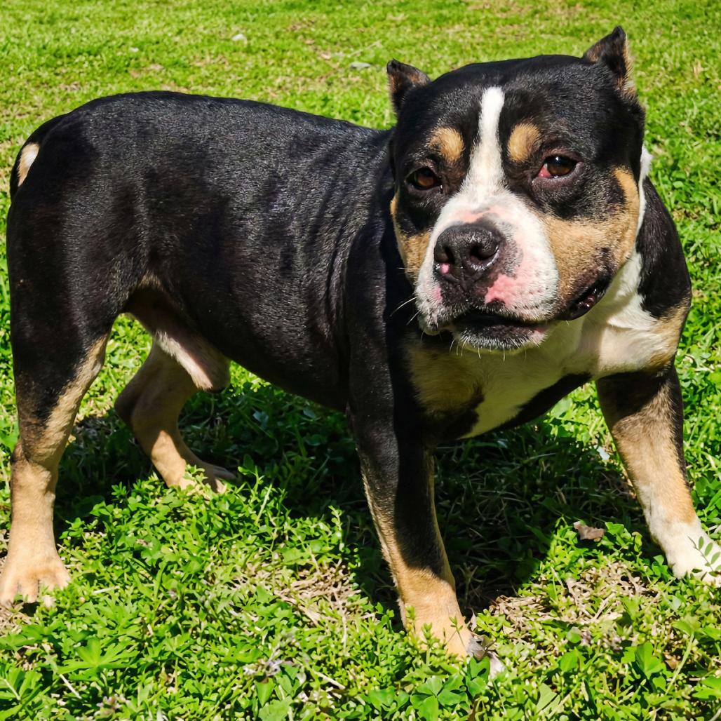 Enlarge Apollo, a Adoptable Mixed Breed in Huntsville, AL image 2/3