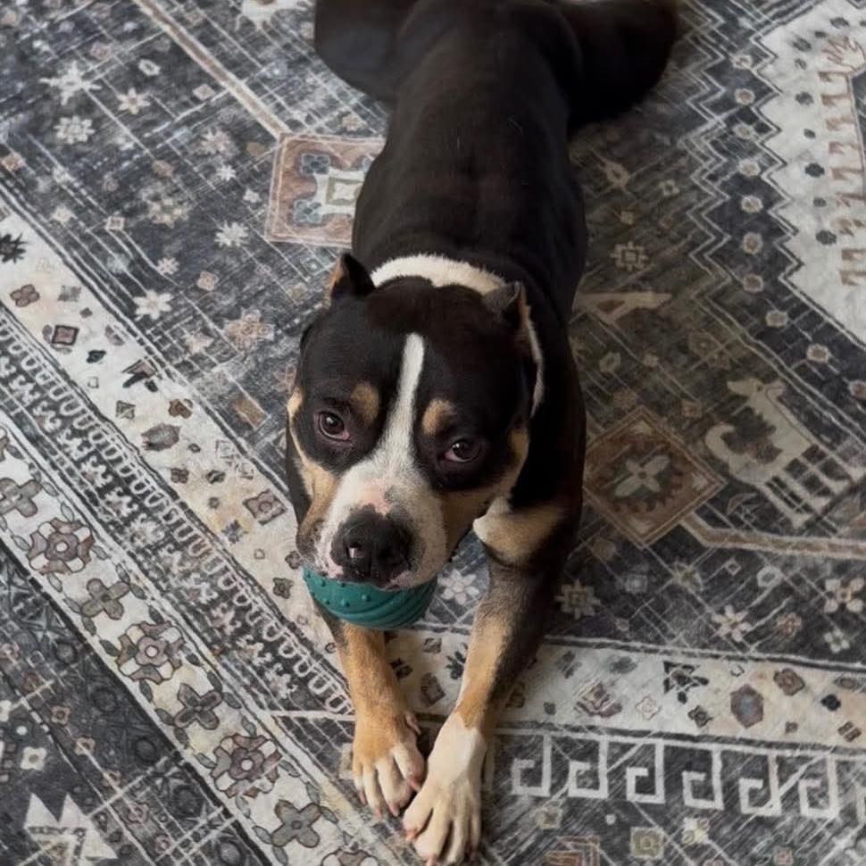 Enlarge Apollo, a Adoptable Mixed Breed in Huntsville, AL image 3/3