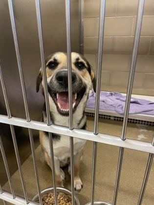 Professor Green, Adoptable, Adult Male Shepherd & Mixed Breed.