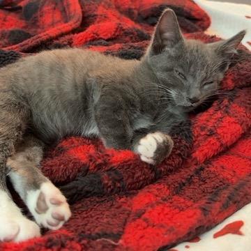 Wizzard AKA Ash (4some BAC Kitten 4), Adoptable, Kitten Male Domestic Short Hair.