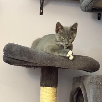 Wizzard AKA Ash (4some BAC Kitten 4), a Adoptable Domestic Short Hair in Westport, CT image 2/6