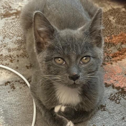 Wizzard AKA Ash (4some BAC Kitten 4), a Adoptable Domestic Short Hair in Westport, CT image 3/6