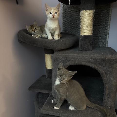 Wizzard AKA Ash (4some BAC Kitten 4), a Adoptable Domestic Short Hair in Westport, CT image 4/6