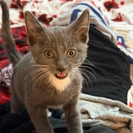 Wizzard AKA Ash (4some BAC Kitten 4), a Adoptable Domestic Short Hair in Westport, CT image 5/6