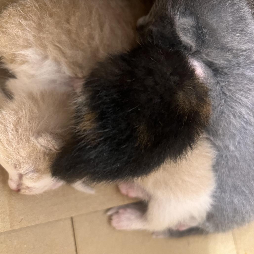 Wizzard AKA Ash (4some BAC Kitten 4), a Adoptable Domestic Short Hair in Westport, CT image 6/6