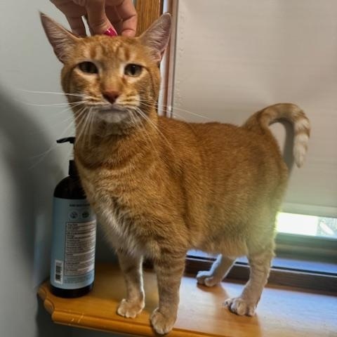 Toby, ADOPTABLE, Adult Male Domestic Short Hair.
