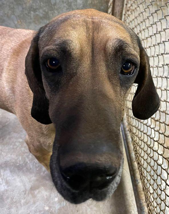 Enlarge Luna II, a ADOPTABLE Great Dane in Larkspur, CO image 2/3
