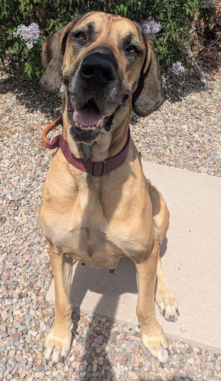 Enlarge Luna II, a ADOPTABLE Great Dane in Larkspur, CO image 1/3