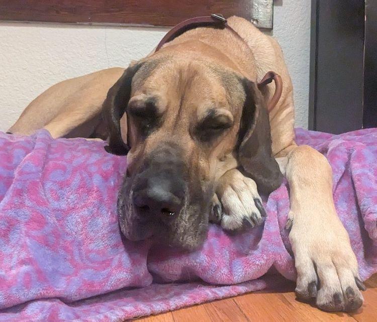 Enlarge Luna II, a ADOPTABLE Great Dane in Larkspur, CO image 3/3