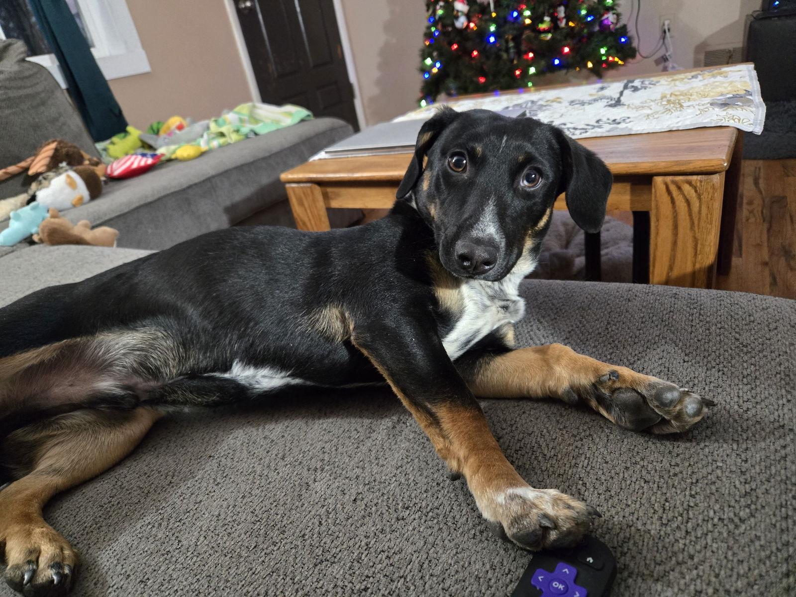 Jacob, Adoptable, Young Male Dachshund & Terrier.