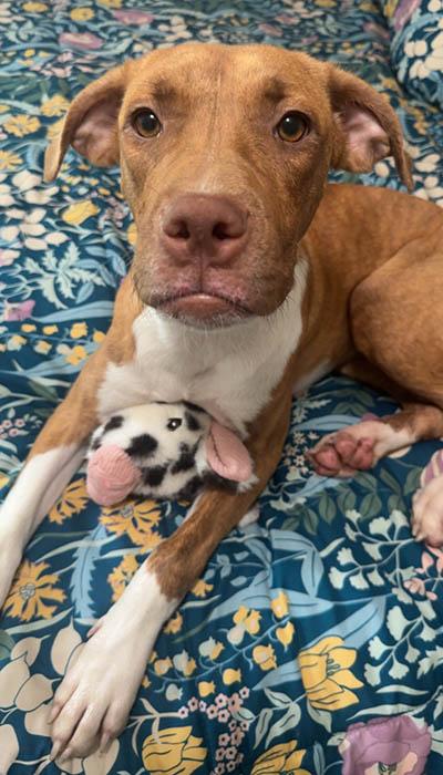 Mavis, Adopted, Young Female Terrier & Labrador Retriever.