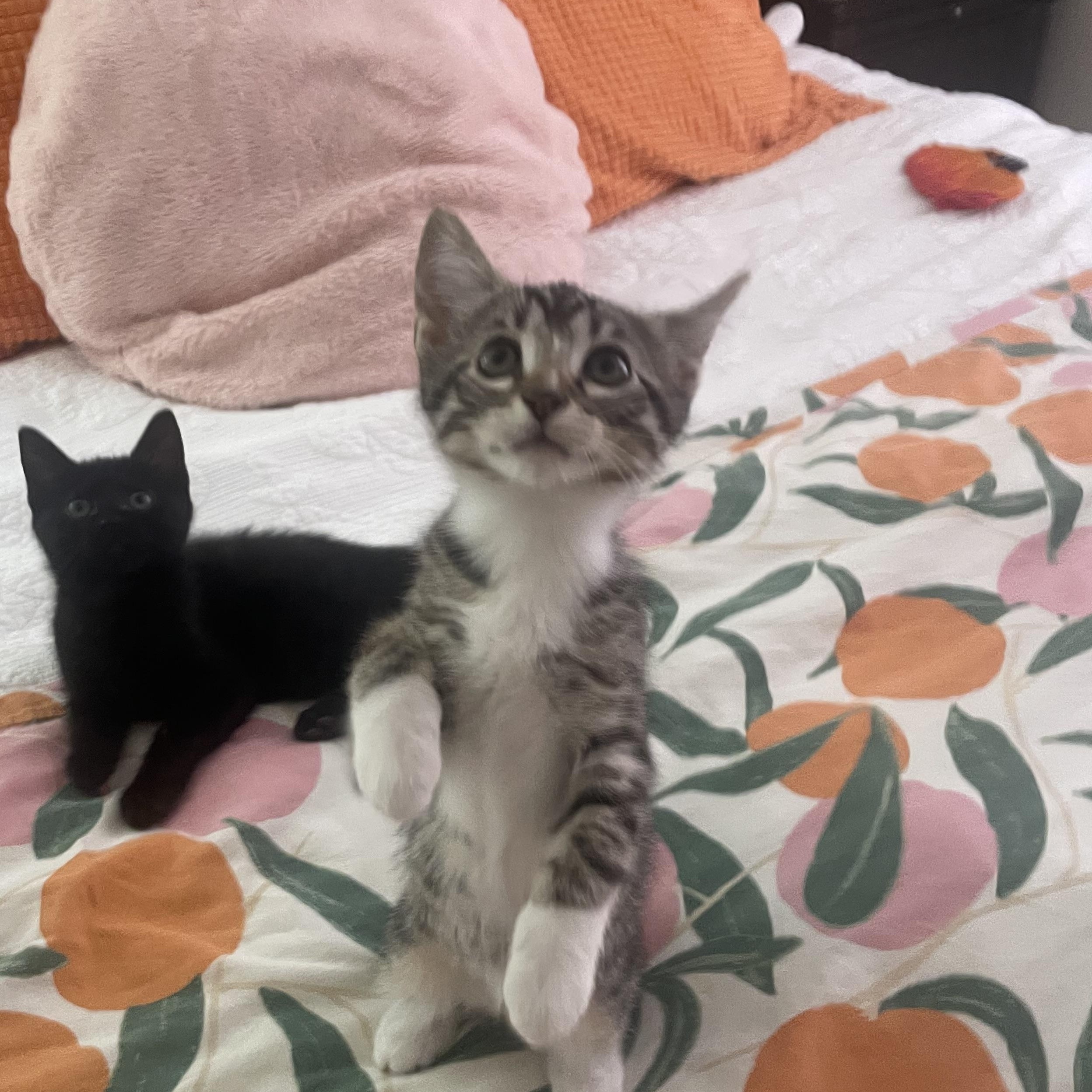 Sandy, an adopted Domestic Short Hair in Mississippi State, MS image 2/6