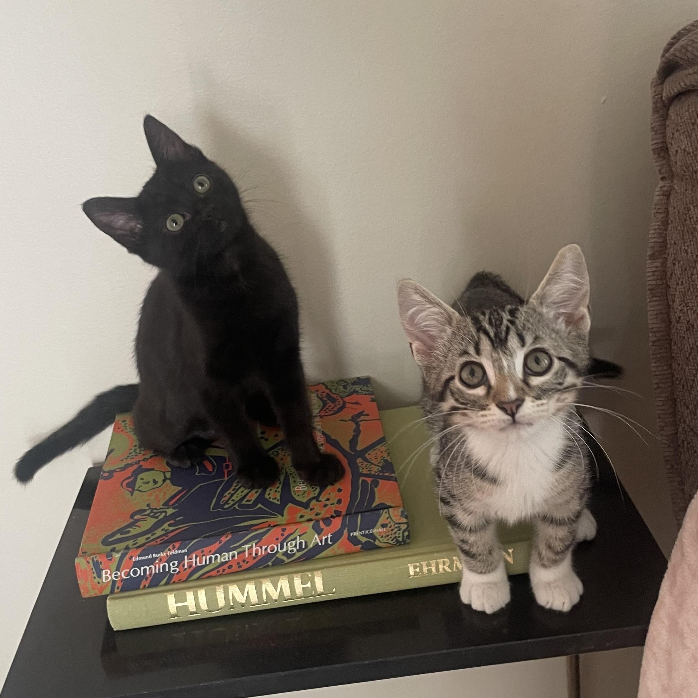 Sandy, an adopted Domestic Short Hair in Mississippi State, MS image 6/6