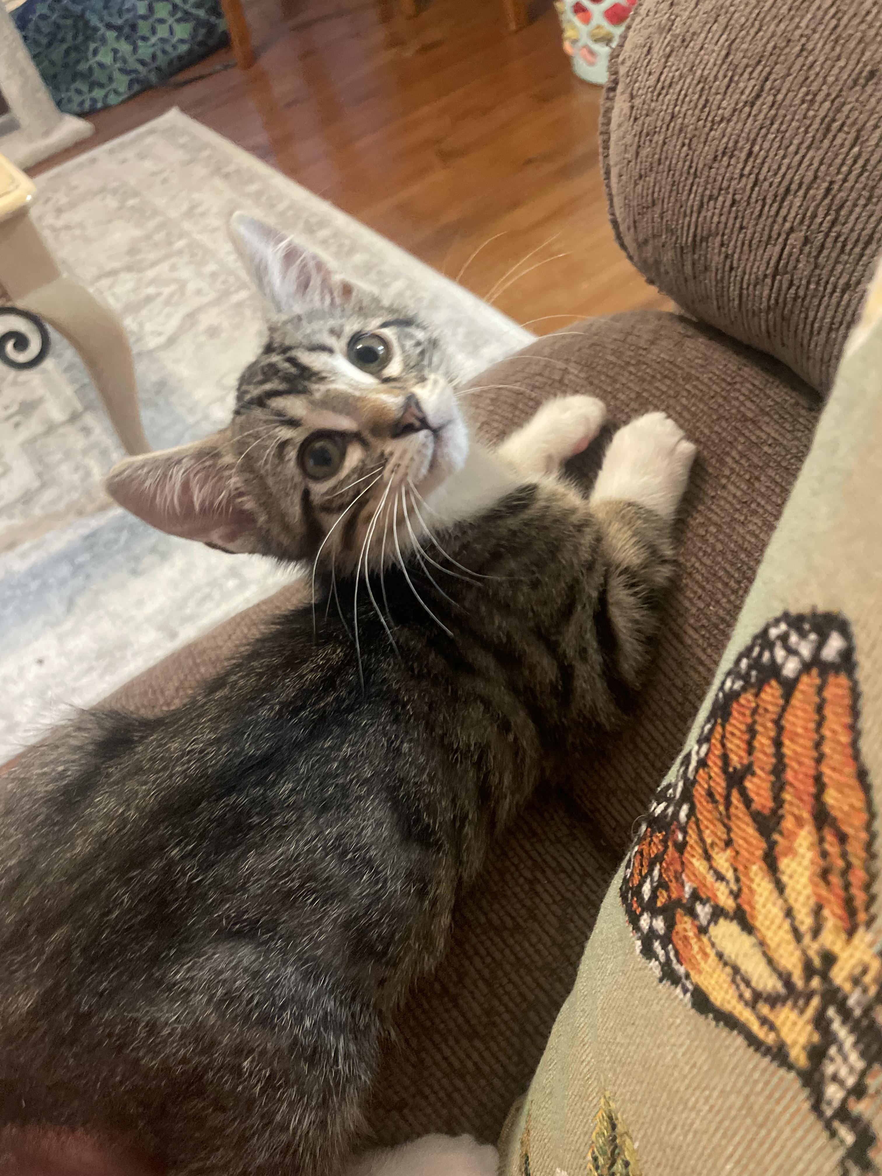 Sandy, an adopted Domestic Short Hair in Mississippi State, MS image 4/6