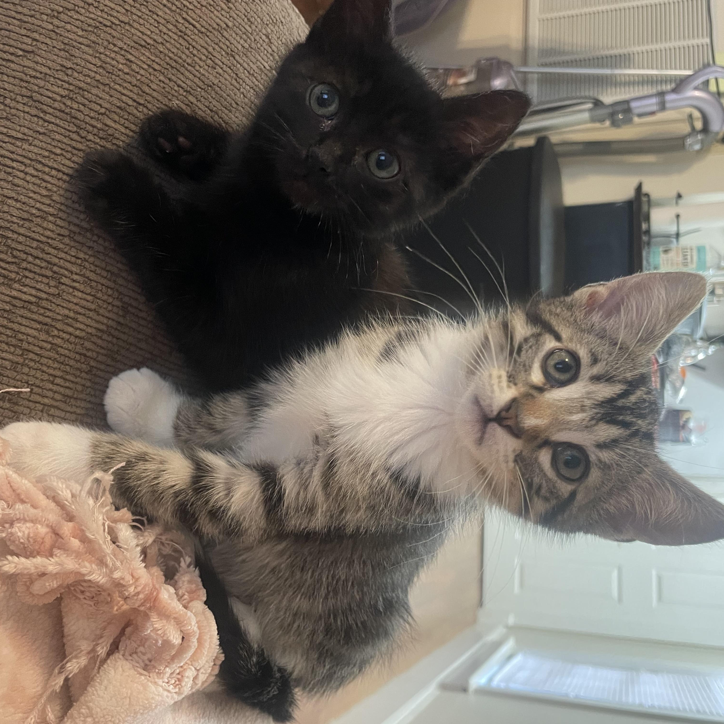 Sandy, an adopted Domestic Short Hair in Mississippi State, MS image 3/6