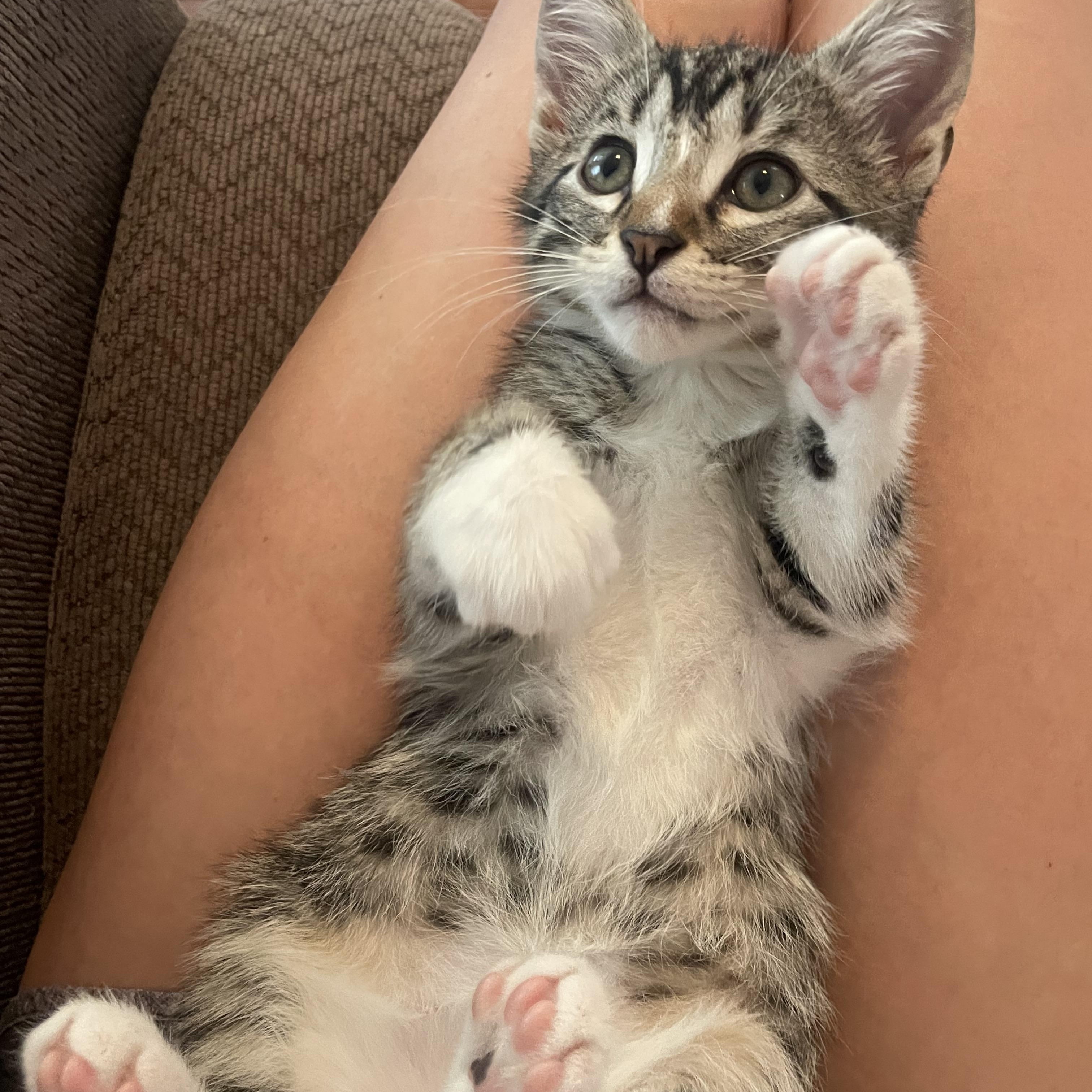 Sandy, an adopted Domestic Short Hair in Mississippi State, MS image 1/6