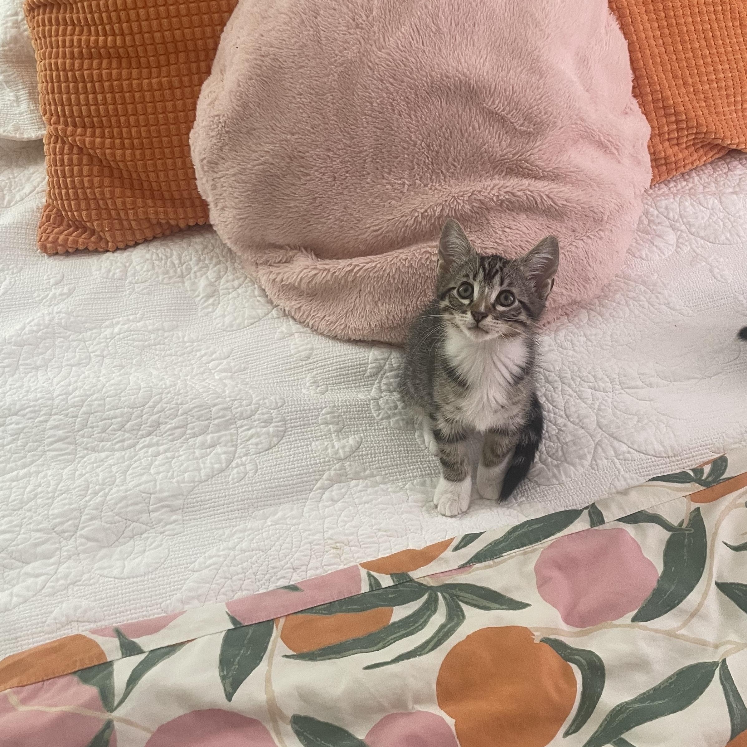 Sandy, an adopted Domestic Short Hair in Mississippi State, MS image 5/6