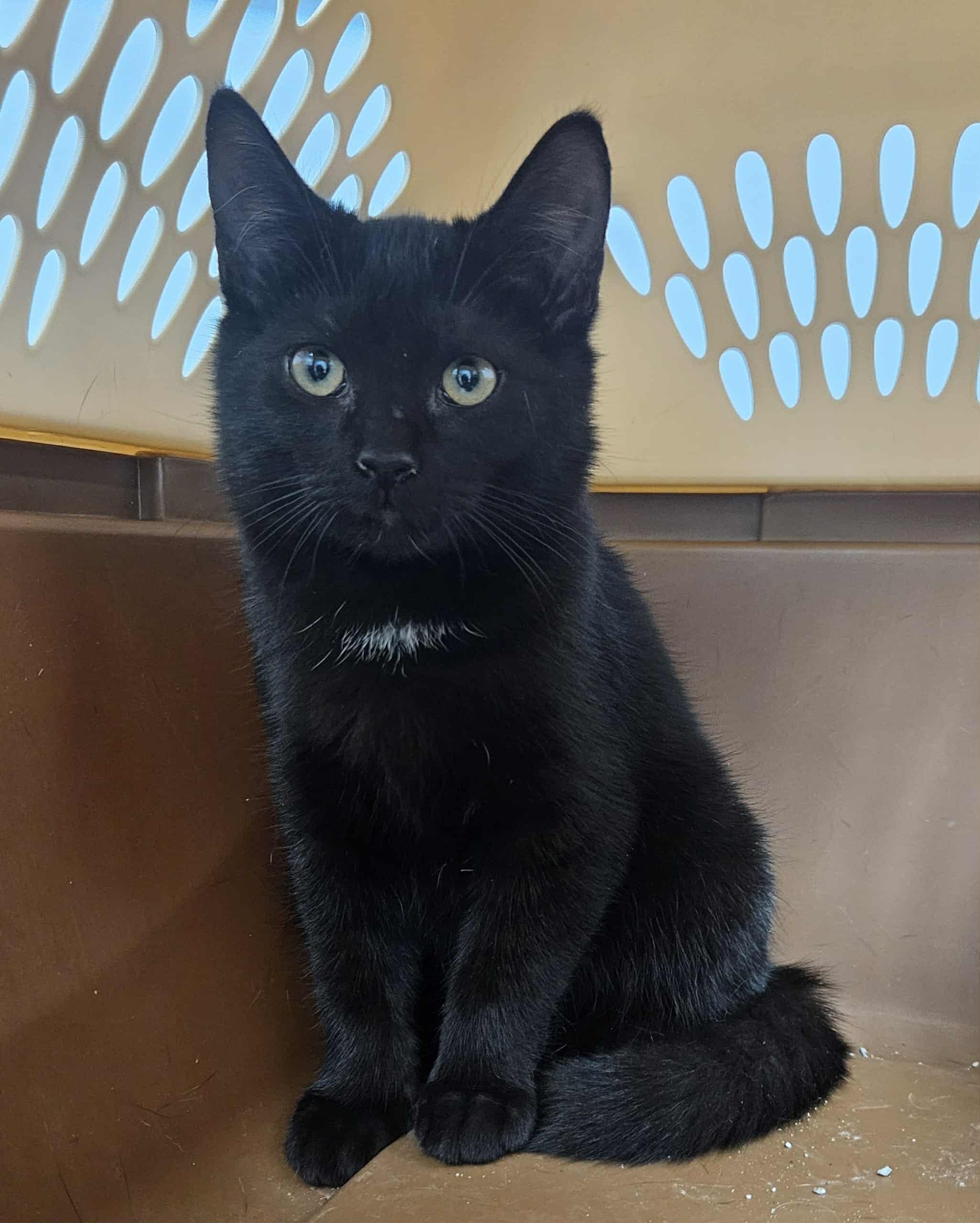 Enlarge Jones, a Adoptable Domestic Short Hair in Mount Pleasant, NC image 1/1