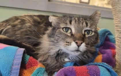 Ellie, Adoptable, Adult Female Domestic Short Hair & Domestic Short Hair.