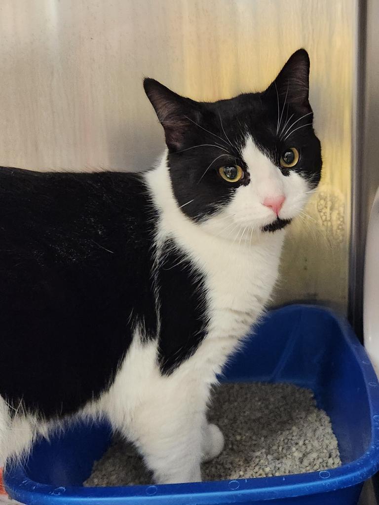 Fox, Adoptable, Young Male Domestic Short Hair.