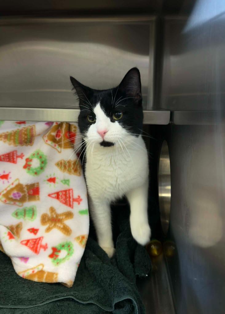 Enlarge Fox, a Adoptable mixed breed in Grand Forks, ND image 2/2