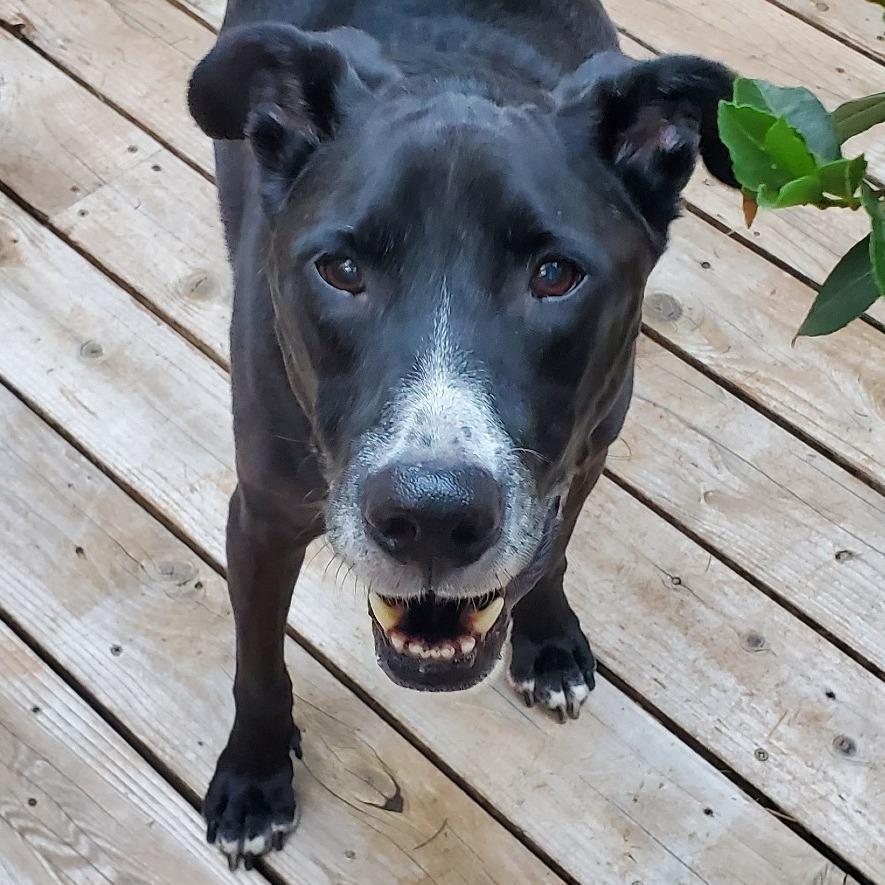 Oliver, a Adoptable mixed breed in Corvallis, OR image 1/6