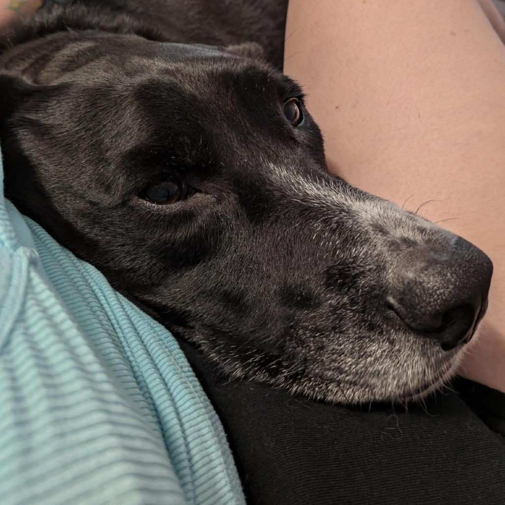 Oliver, a Adoptable mixed breed in Corvallis, OR image 2/6