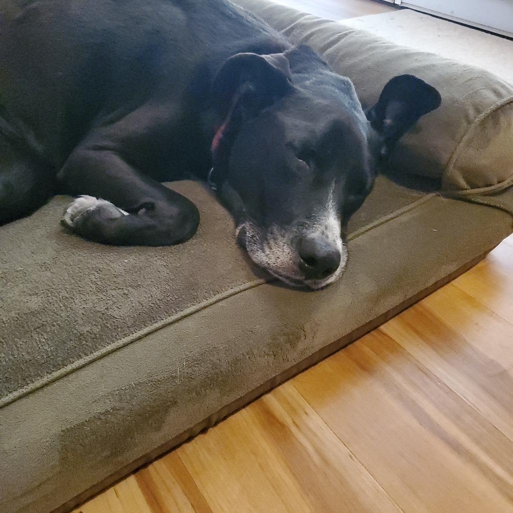 Oliver, a Adoptable mixed breed in Corvallis, OR image 5/6