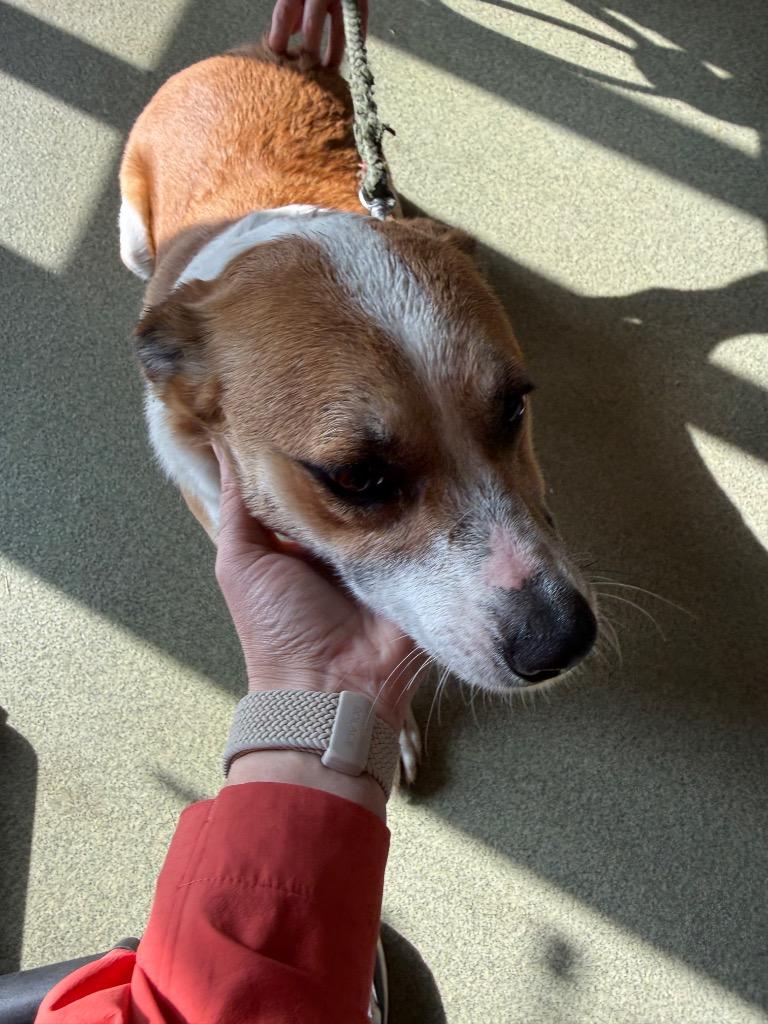 Enlarge Lucy, a Adoptable Cattle Dog in Gallatin, TN image 1/3
