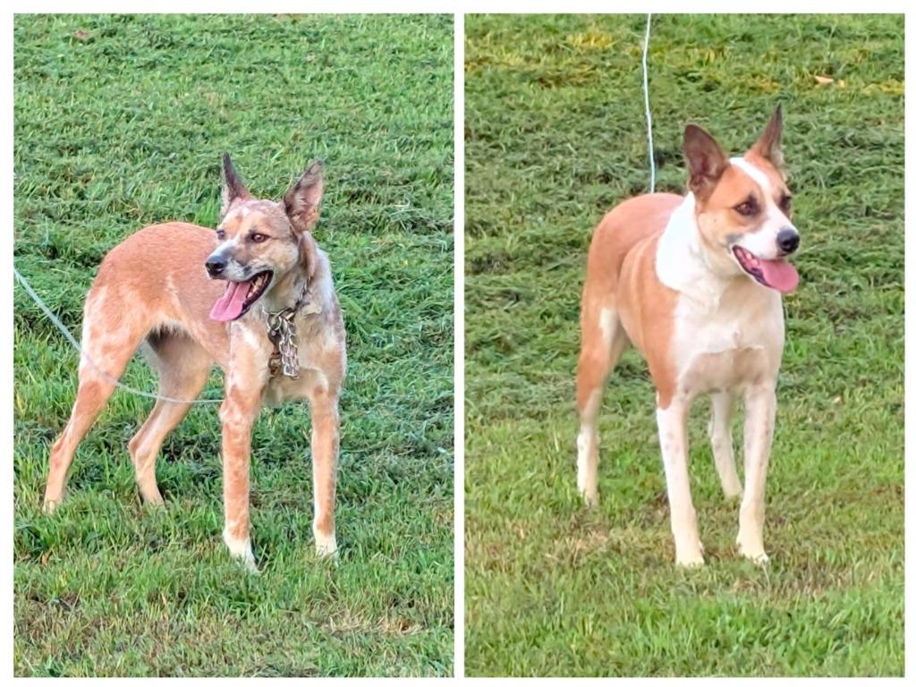 Enlarge Lucy, a Adoptable Cattle Dog in Gallatin, TN image 2/3