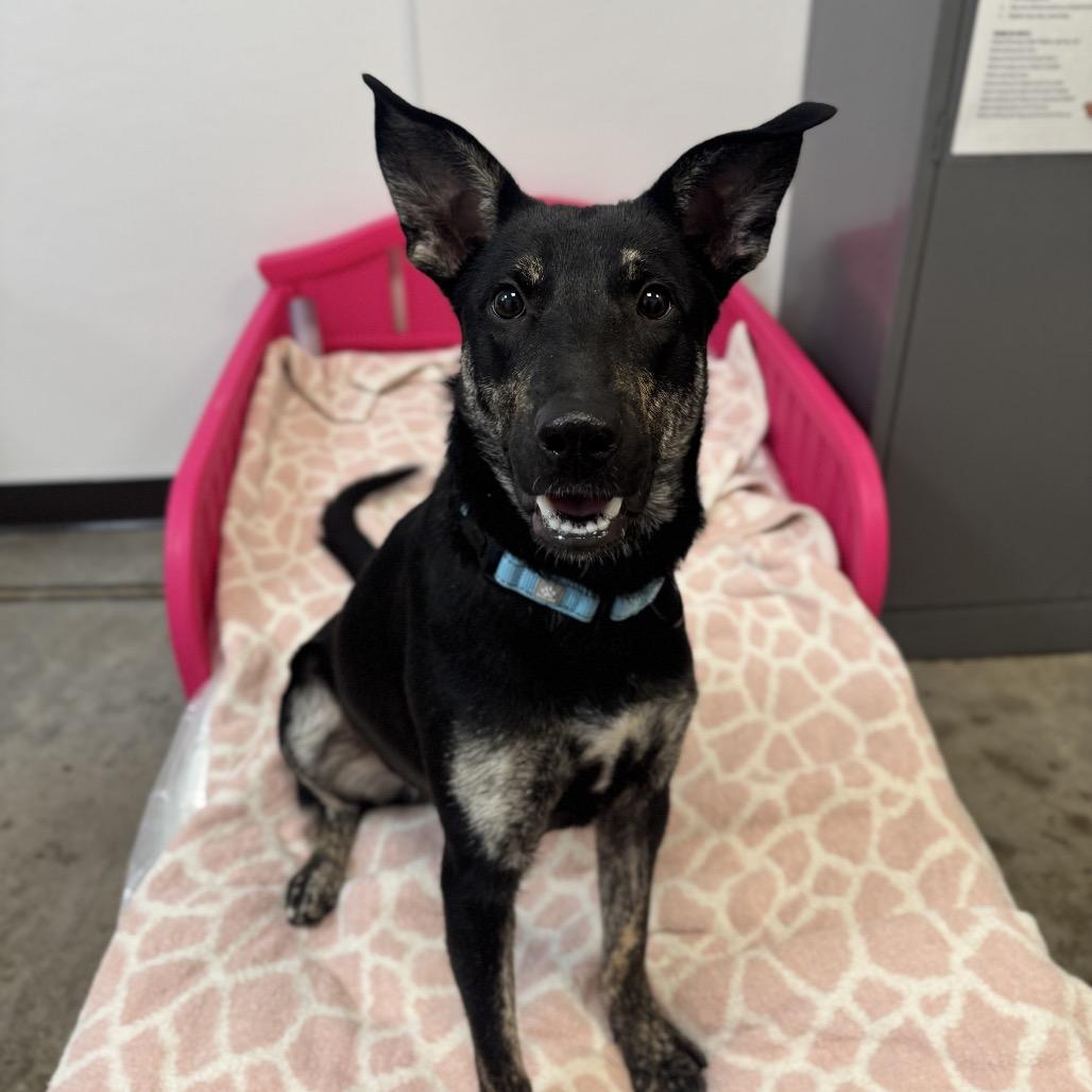 Enlarge Scarlet, a Adoptable Mixed Breed in Washington Township, OH image 2/4