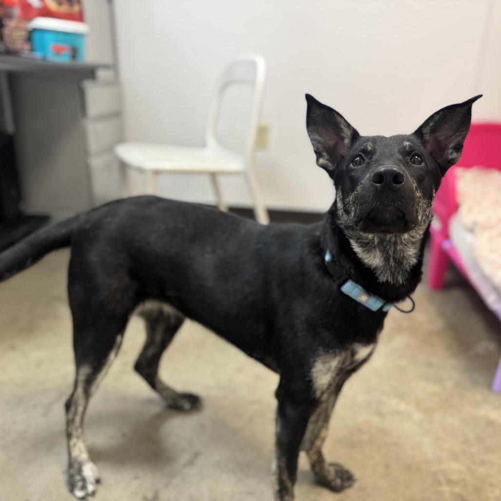 Enlarge Scarlet, a Adoptable Mixed Breed in Washington Township, OH image 3/4