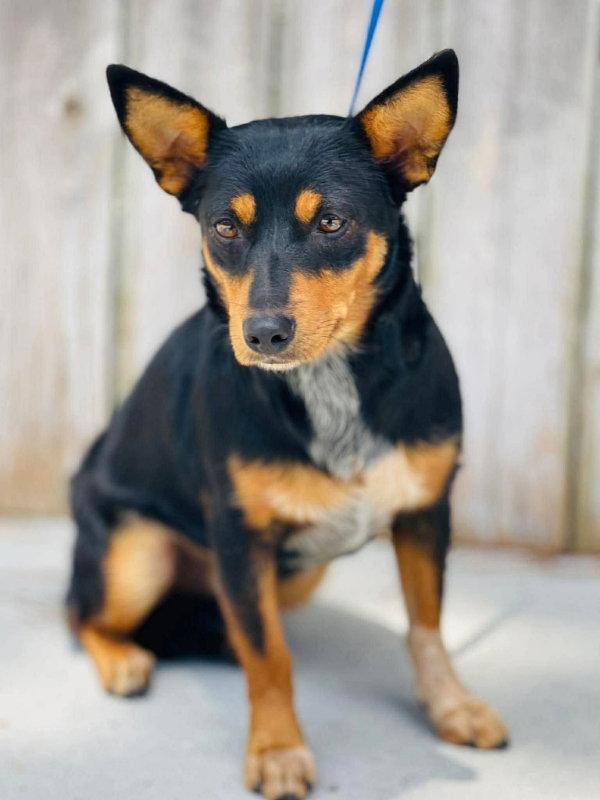 Minnie Mouse, Adoptable, Young Female Lancashire Heeler & Dachshund.