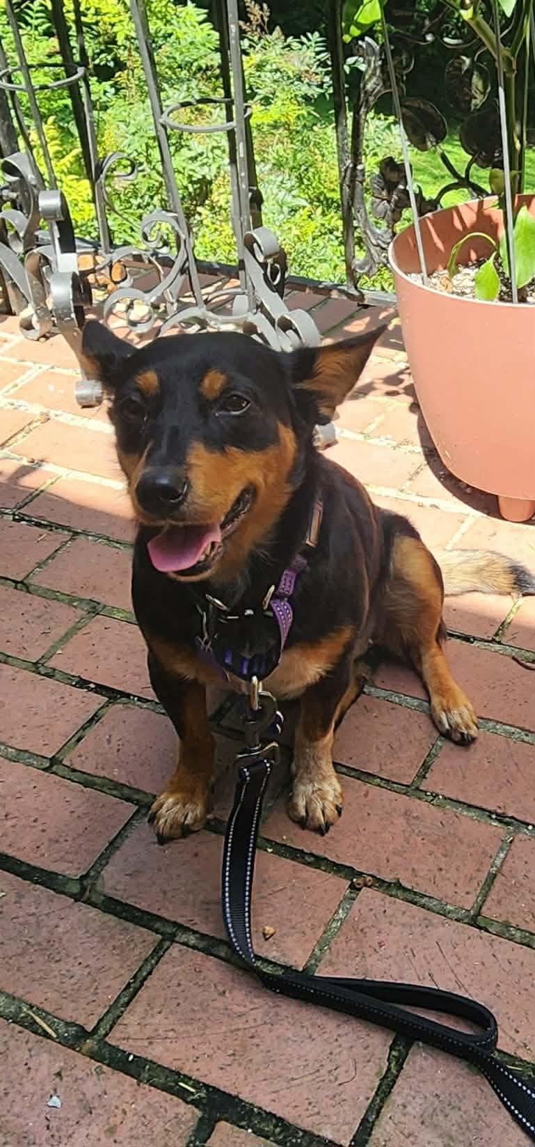 Enlarge Minnie Mouse, a Adoptable mixed breed in East Derry, NH image 2/3
