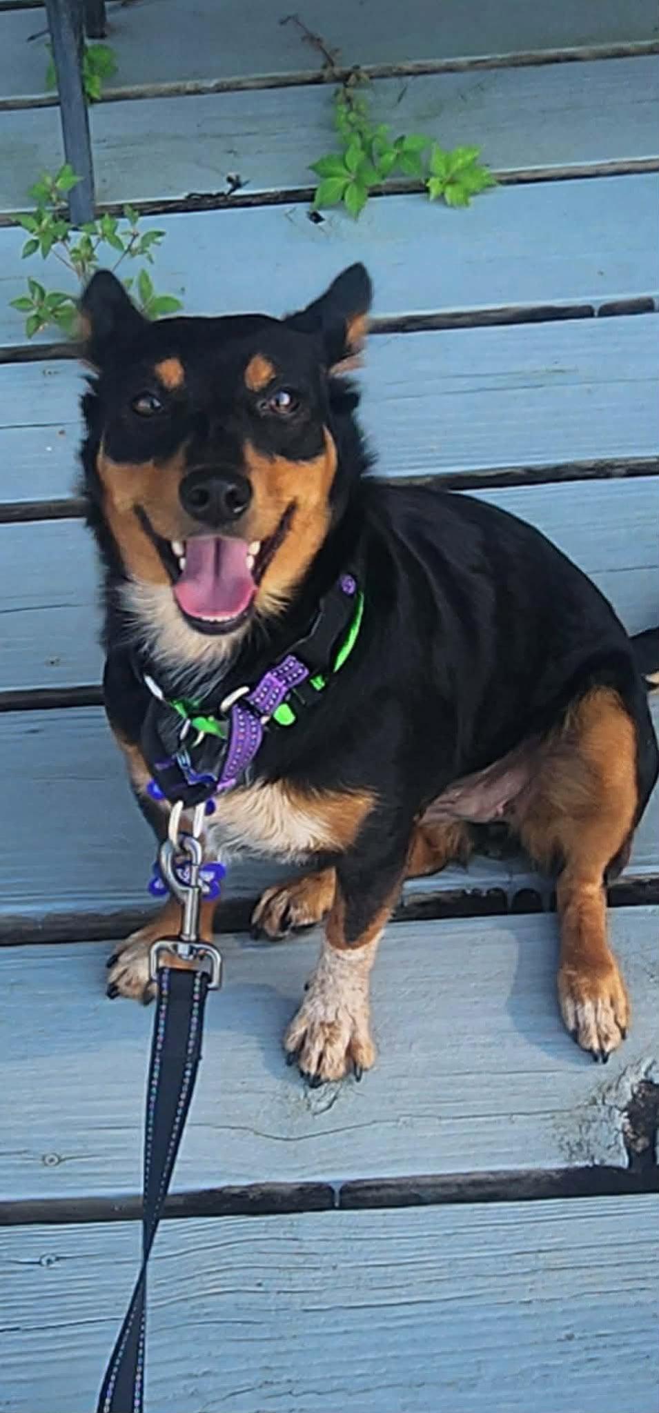 Enlarge Minnie Mouse, a Adoptable mixed breed in East Derry, NH image 3/3