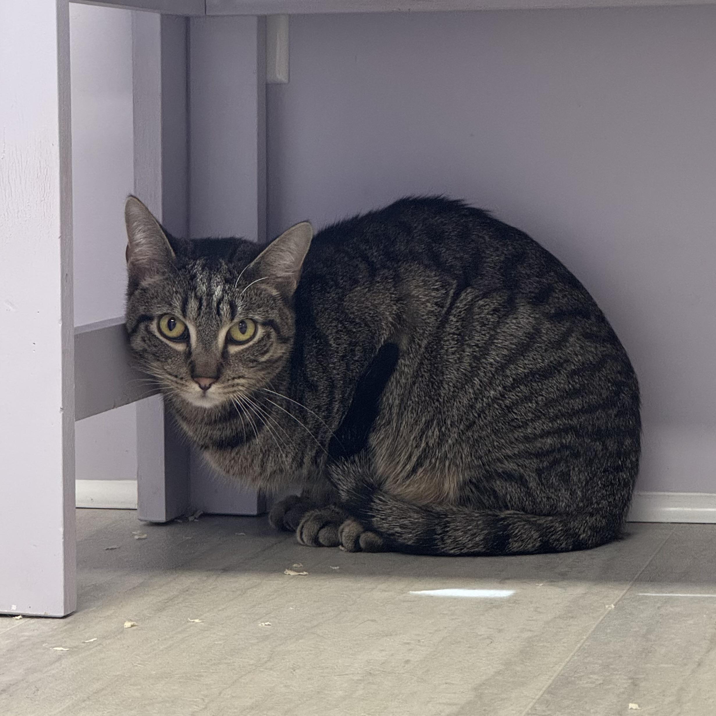 Acorn, Adoptable, Young Male Tabby.