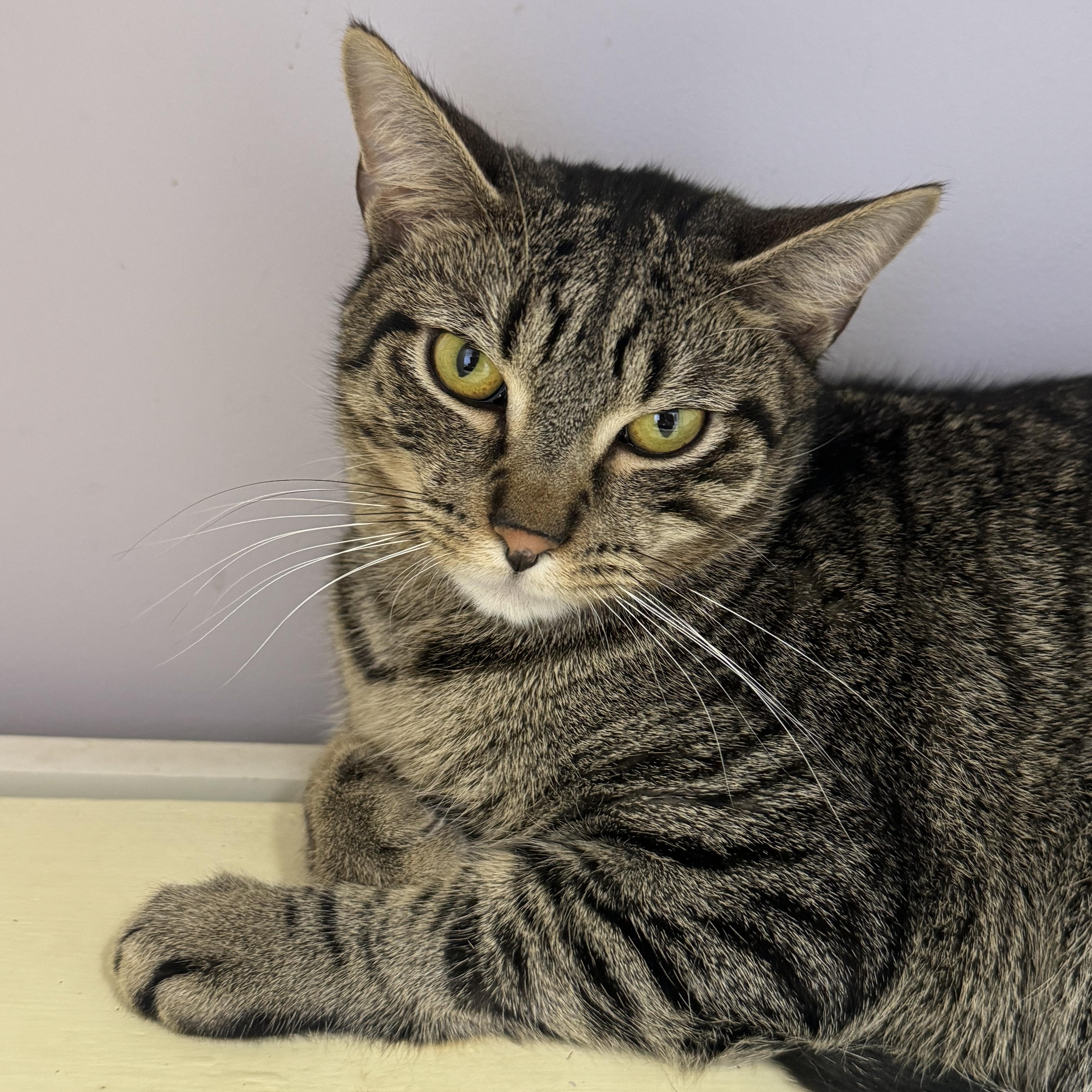 Acorn, Adoptable, Young Male Tabby.