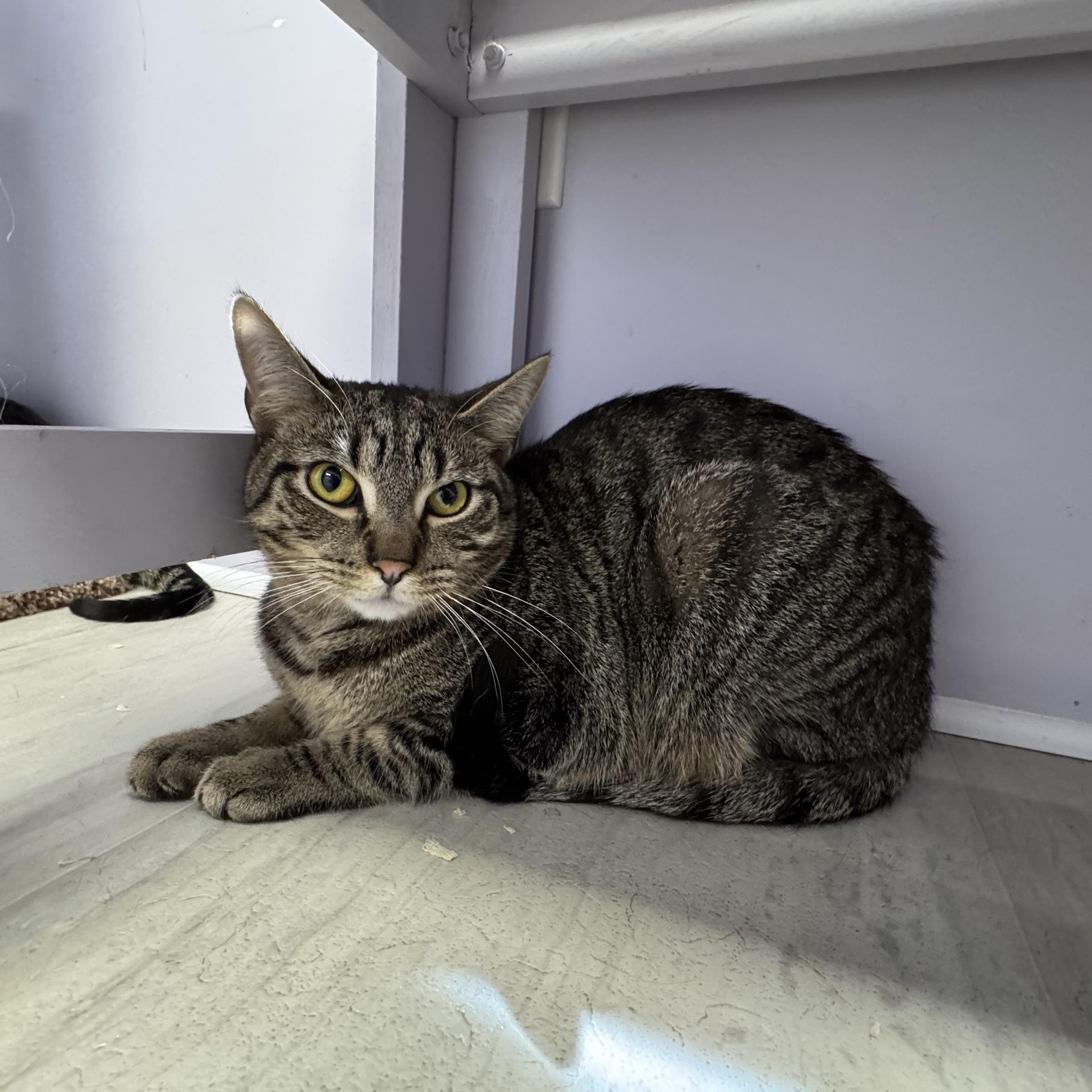 Enlarge Acorn, a Adoptable Tabby in East Northport, NY image 3/6