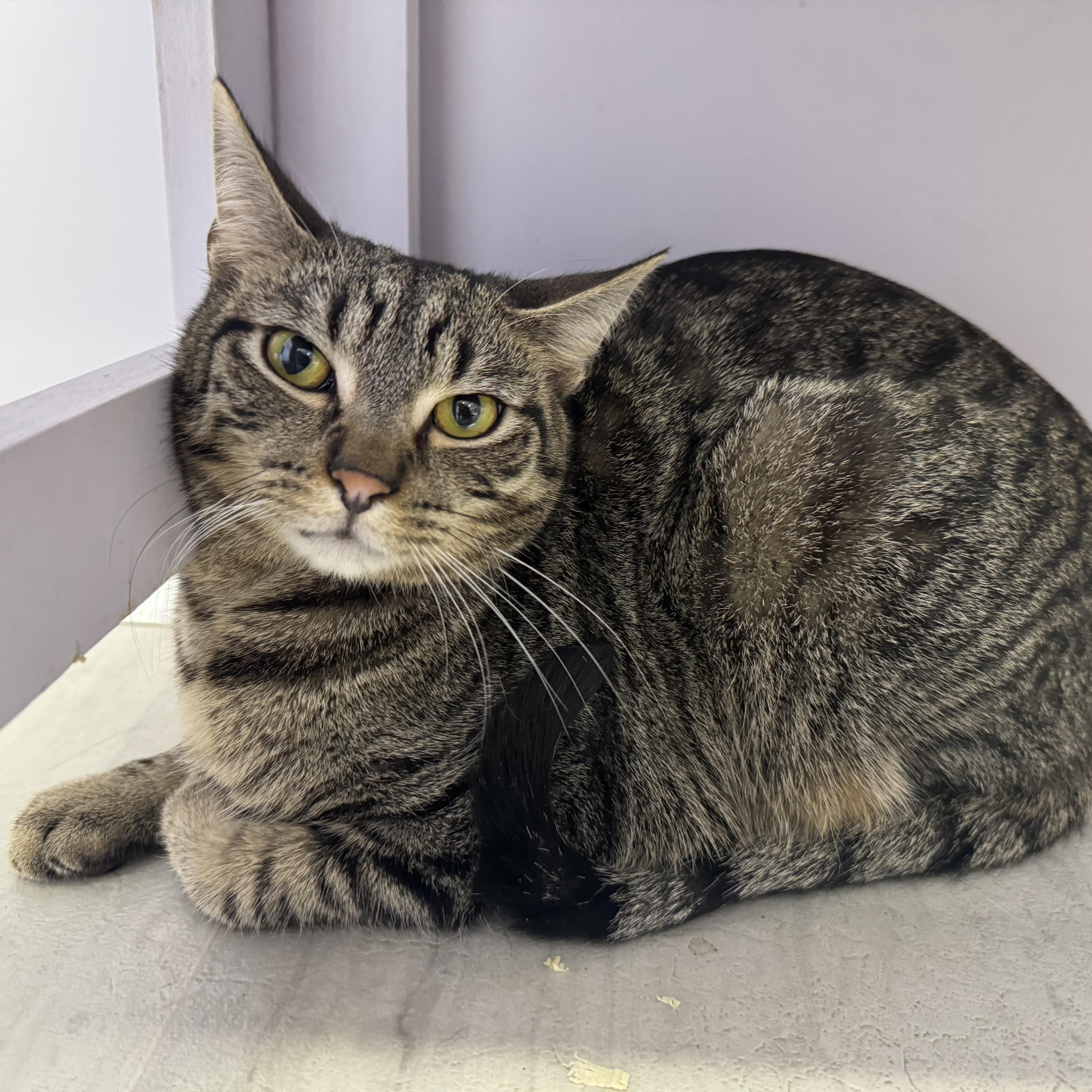 Enlarge Acorn, a Adoptable Tabby in East Northport, NY image 4/6
