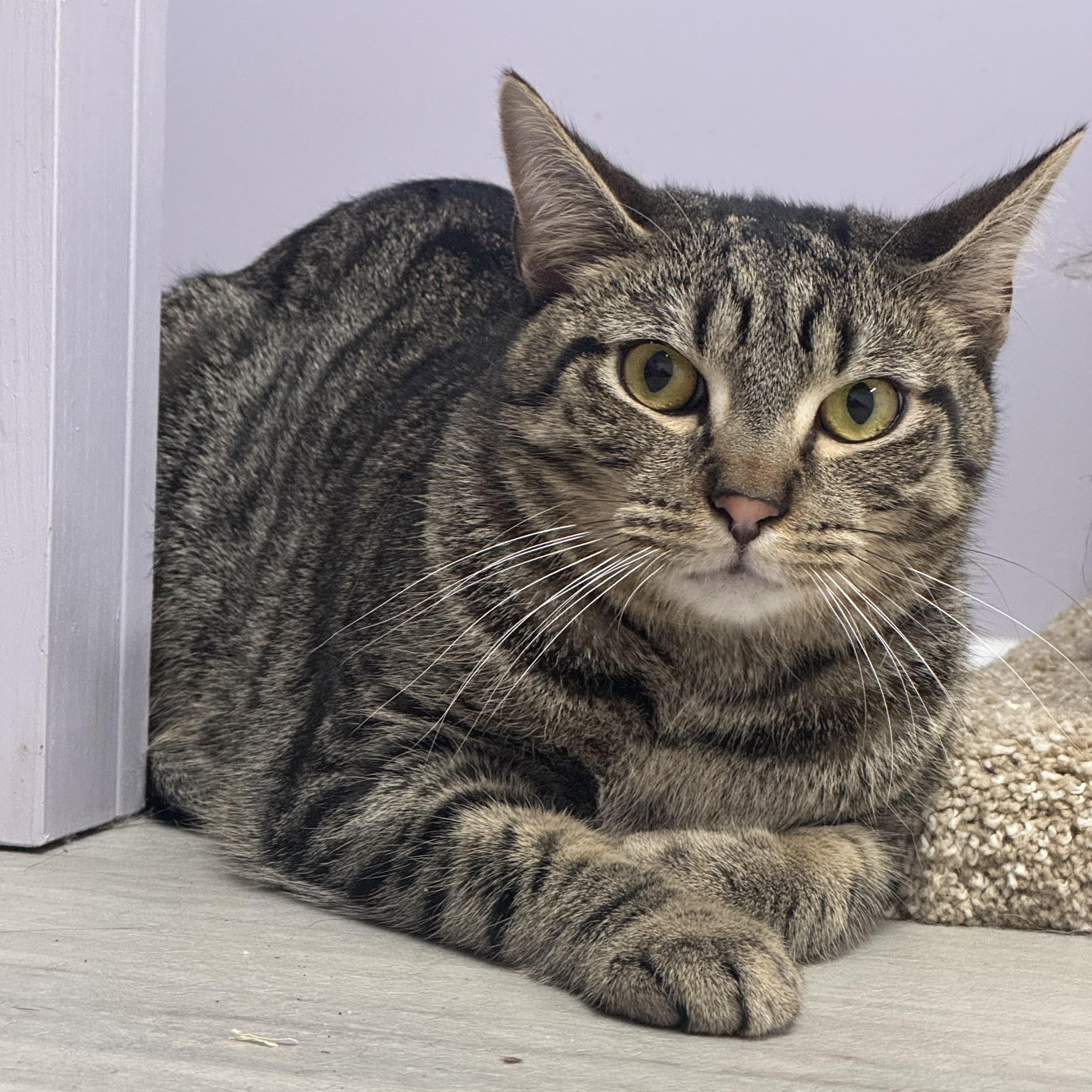 Enlarge Acorn, a Adoptable Tabby in East Northport, NY image 5/6