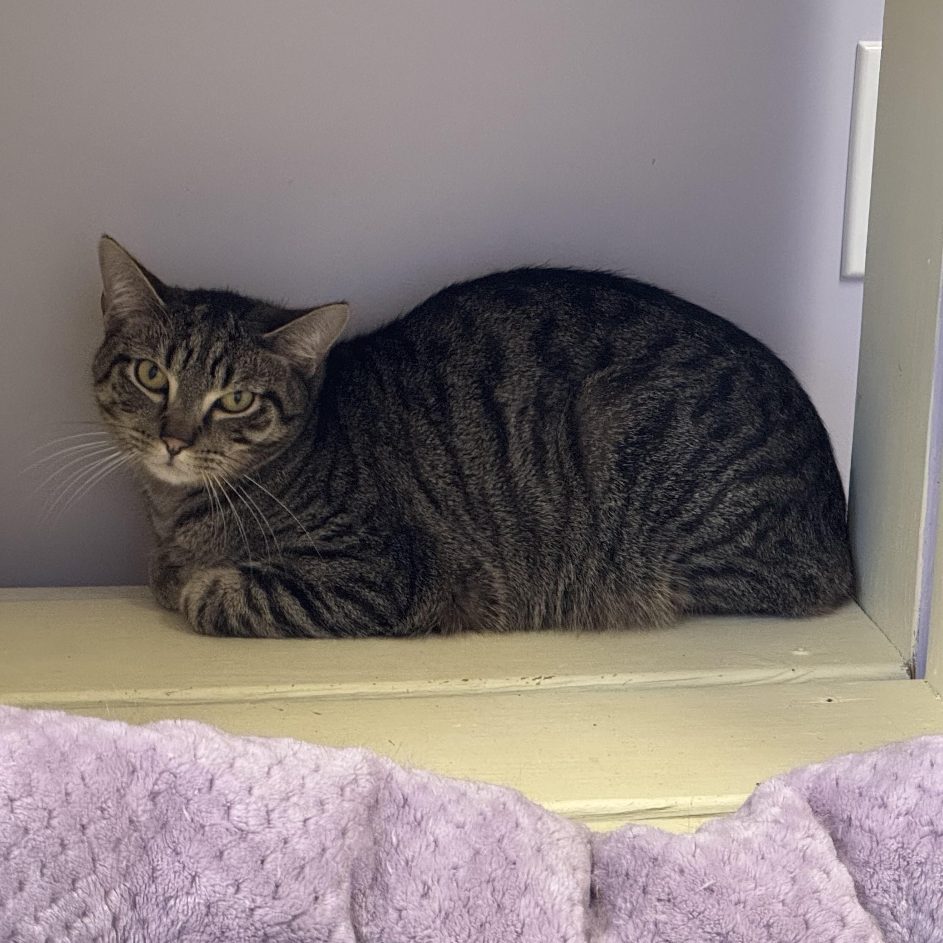 Enlarge Acorn, a Adoptable Tabby in East Northport, NY image 6/6