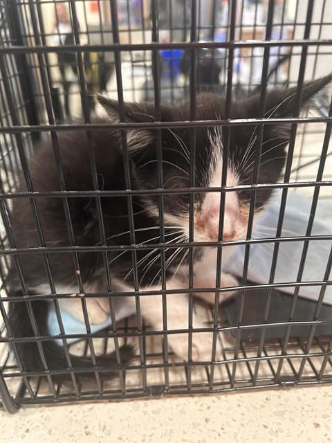 RED SHED, Adoptable, Kitten Male Domestic Short Hair.